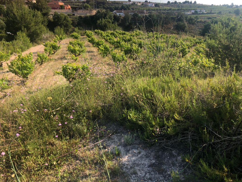 Terreno rustico en venta, Benimarco, Teulada, Costa Blanca